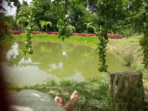 Frutos de totumo colgando de un árbol junto a un estanque rodeado de vegetación